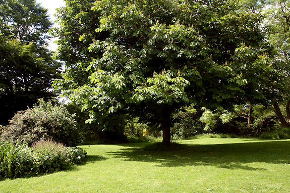 The gardens at Croft House (sleeps 12)